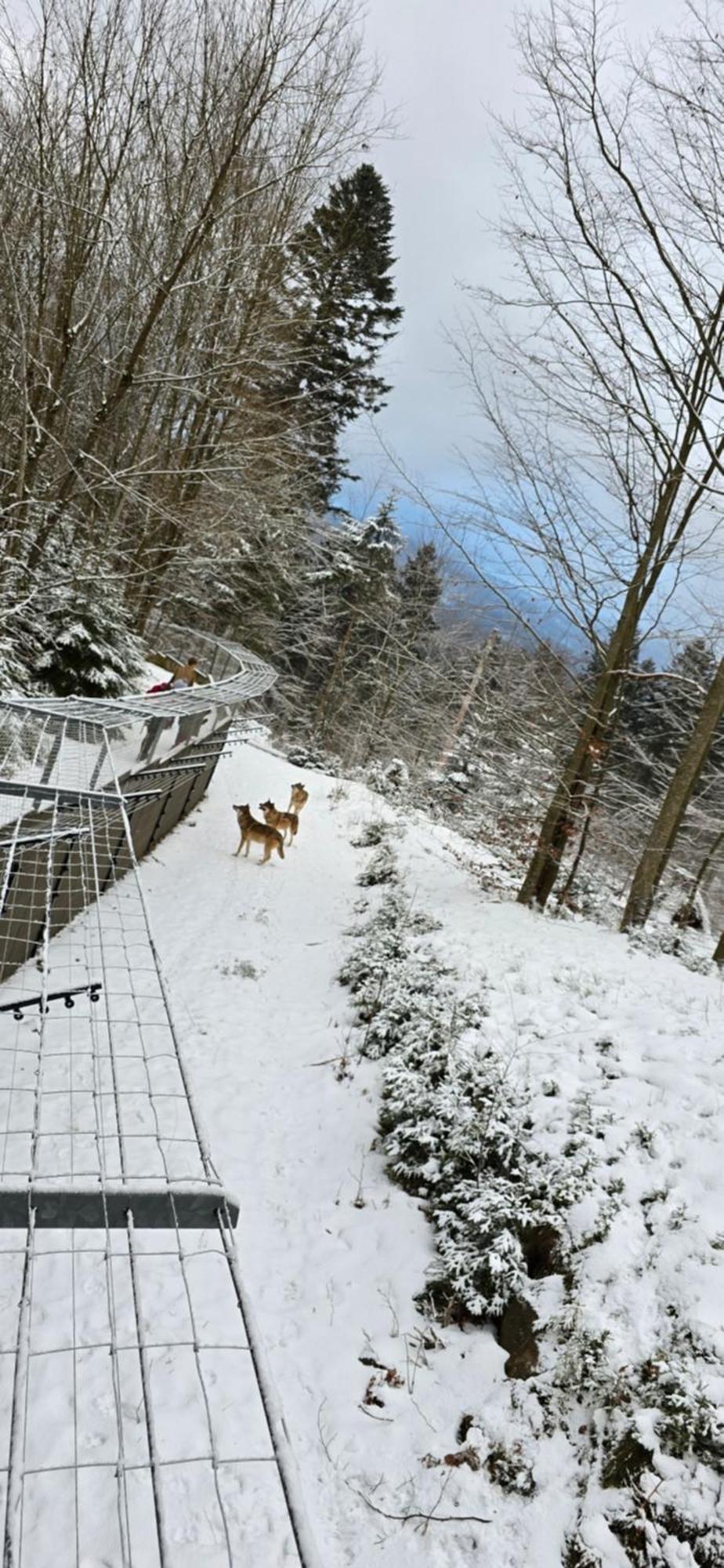 Apartment Am Nationalpark Bayerwald Lindberg المظهر الخارجي الصورة